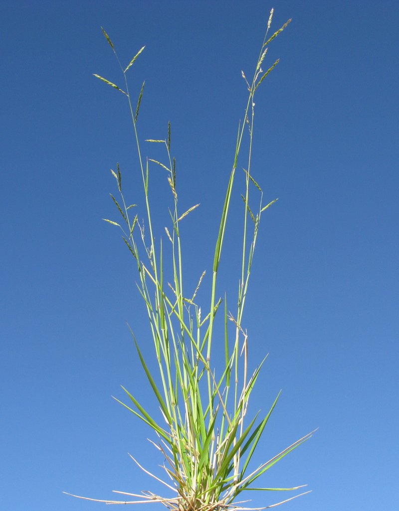Perennial Cupgrass