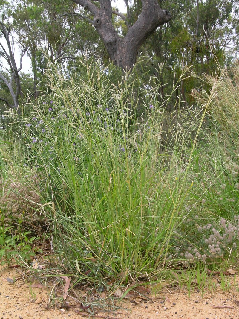 Perennial Cupgrass photo 4