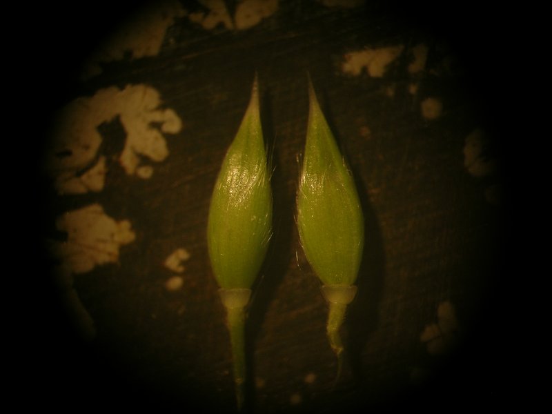 Perennial Cupgrass photo 5