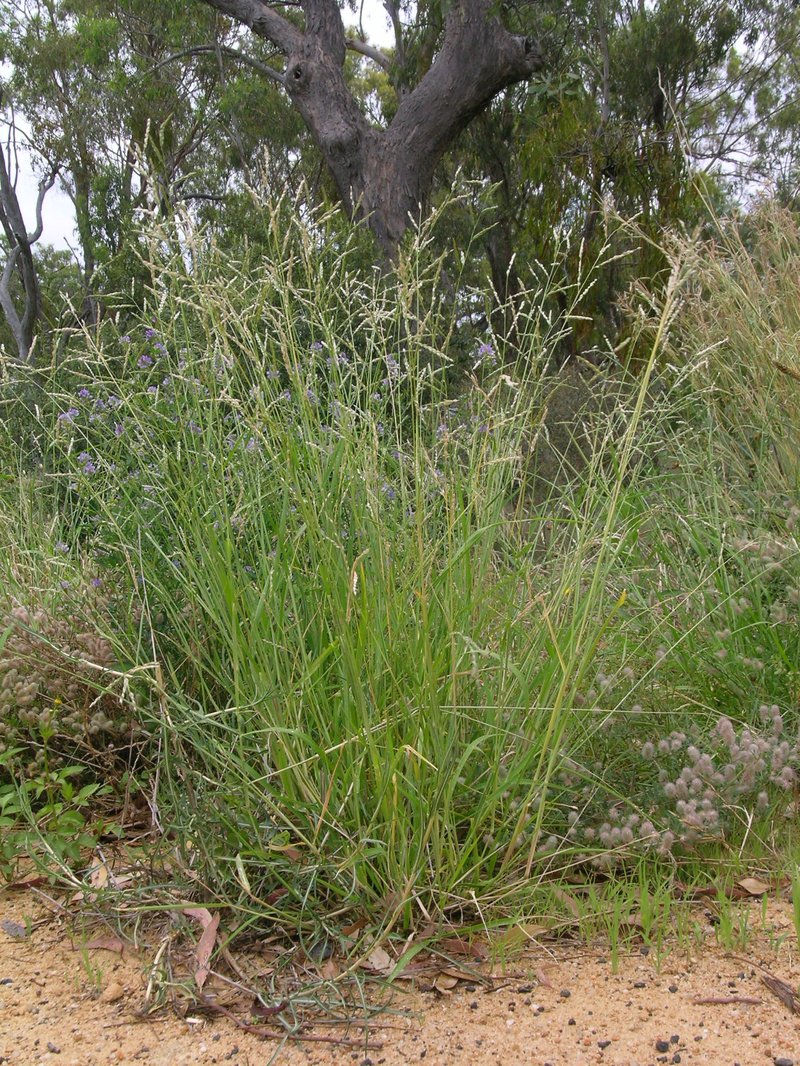 Perennial Cupgrass photo 6