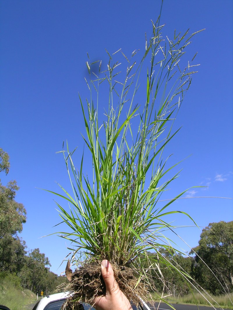 Perennial Cupgrass photo 7