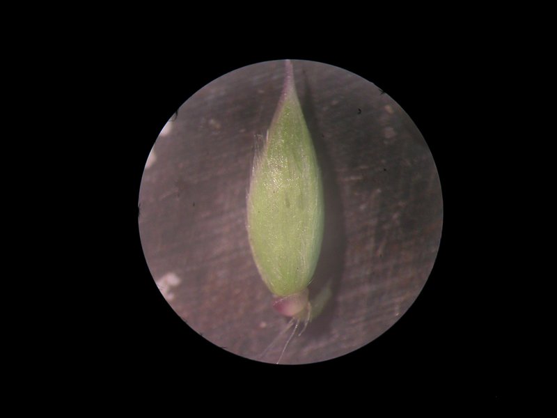Perennial Cupgrass photo 8