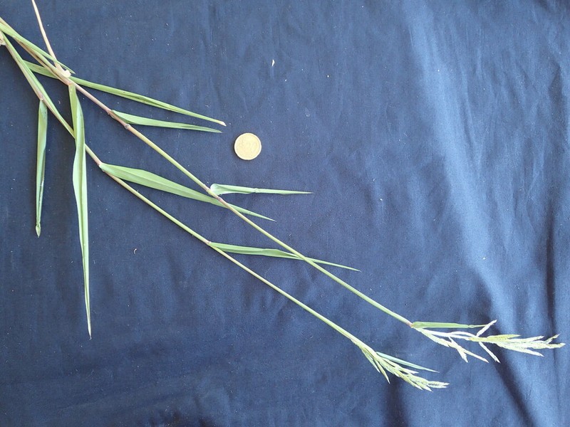 Louisiana Cupgrass