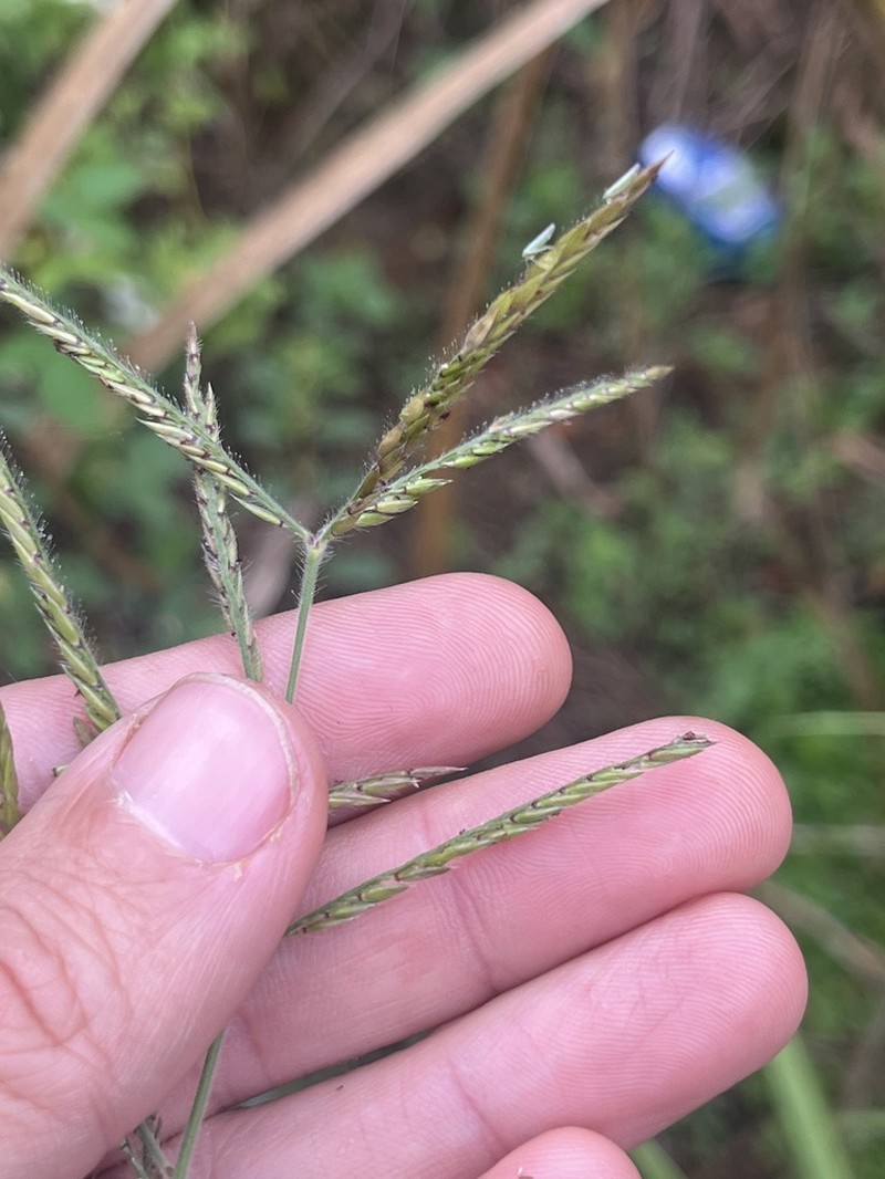 Louisiana Cupgrass photo 2