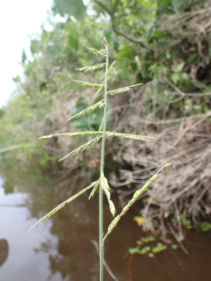 Louisiana Cupgrass photo 3