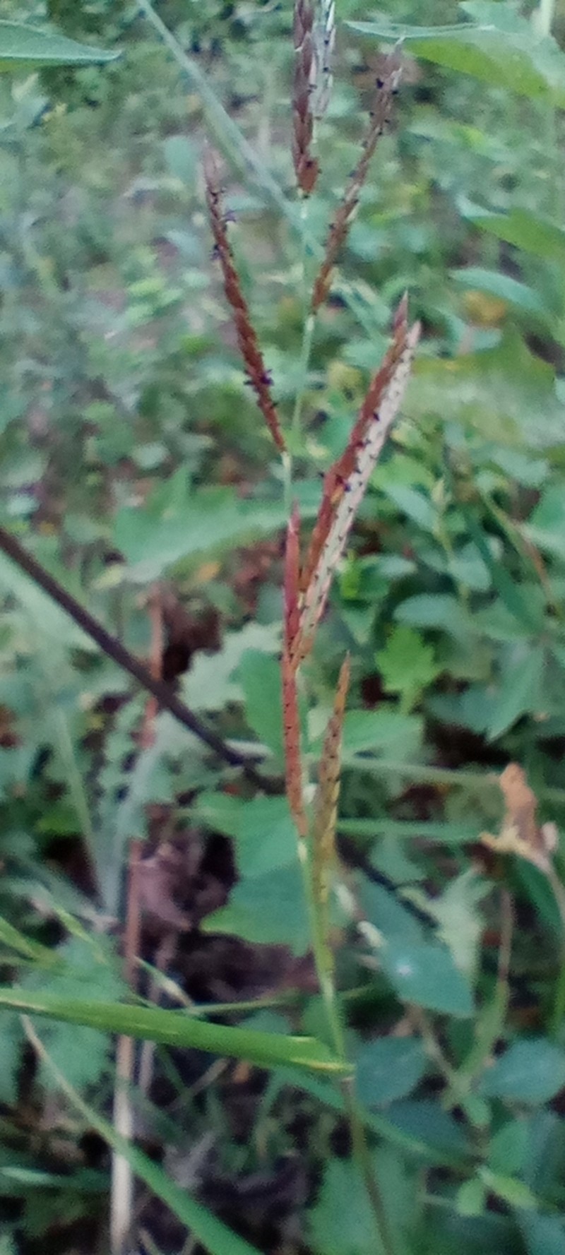 Louisiana Cupgrass photo 4