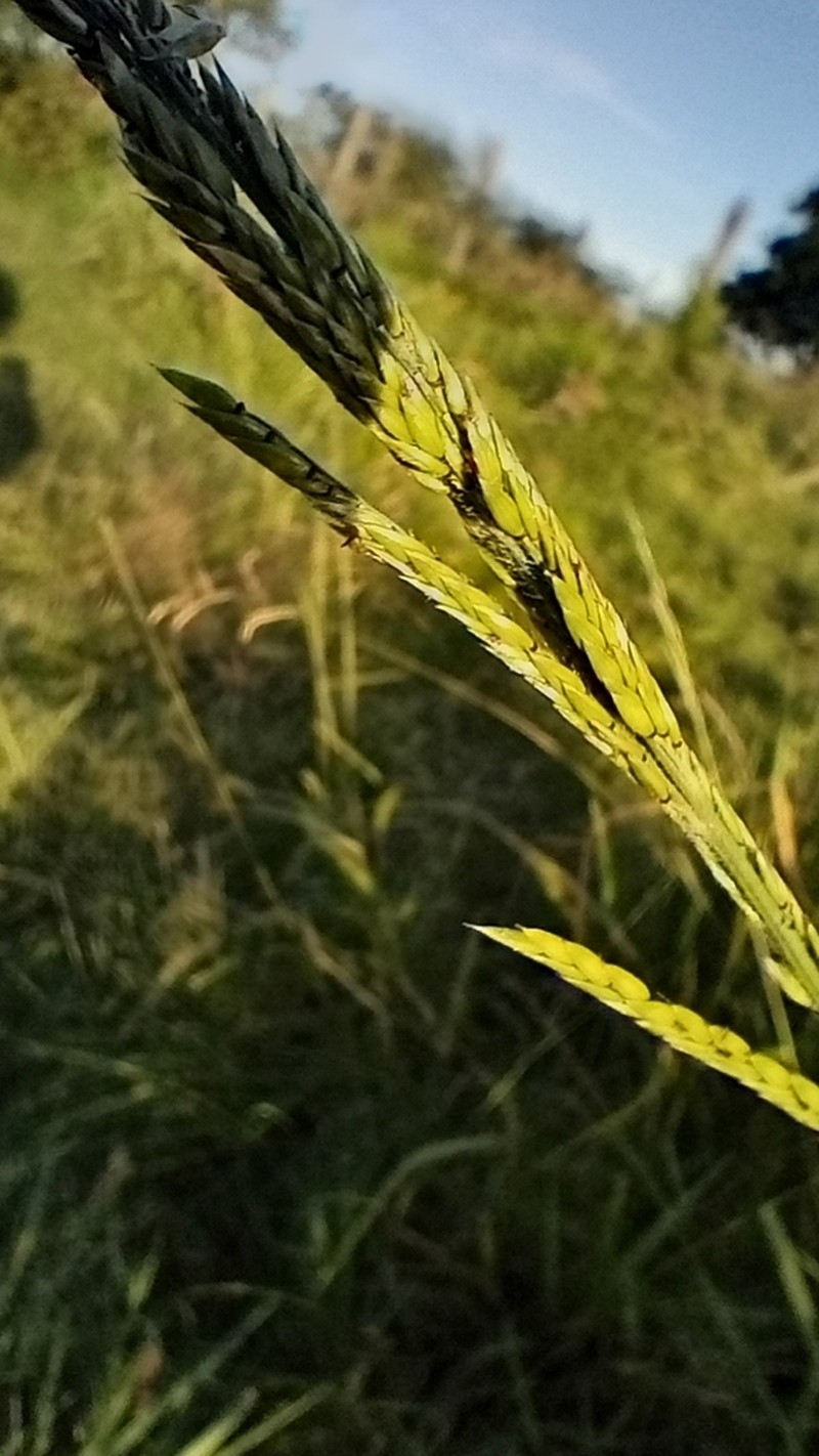 Louisiana Cupgrass photo 5