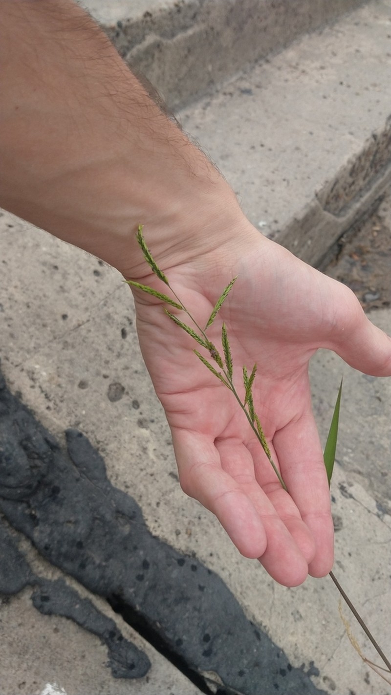 Louisiana Cupgrass photo 6