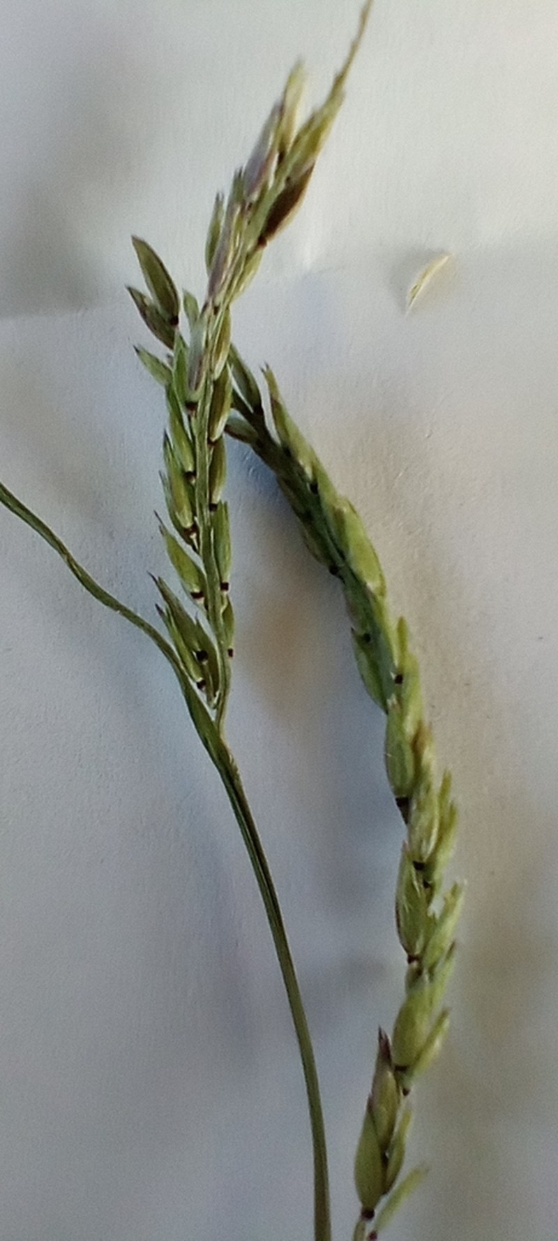 Louisiana Cupgrass photo 7