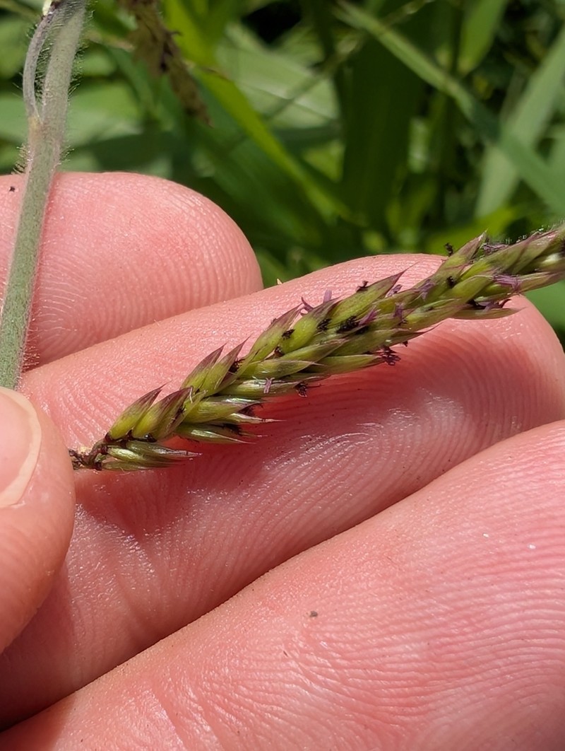Louisiana Cupgrass photo 8