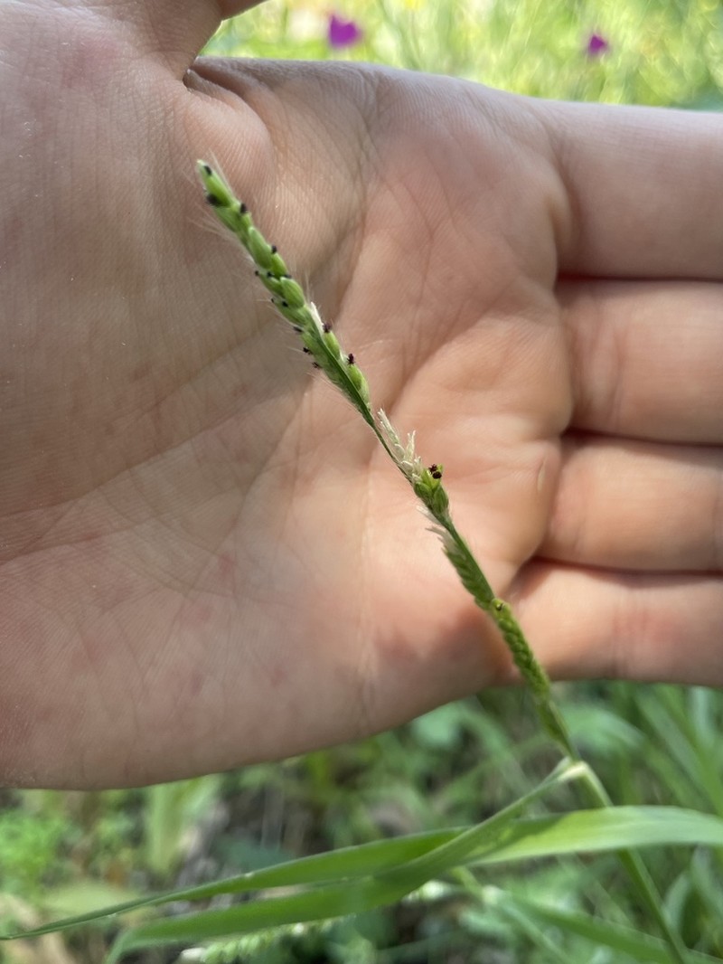 Texas Cupgrass