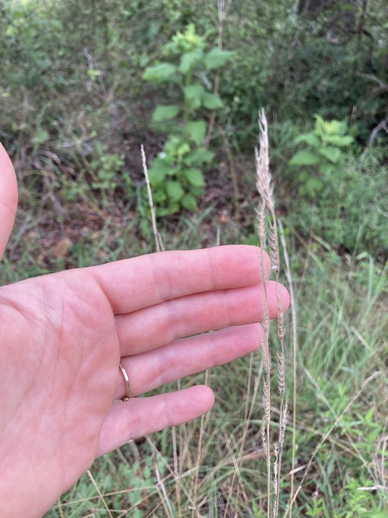 Texas Cupgrass photo 2