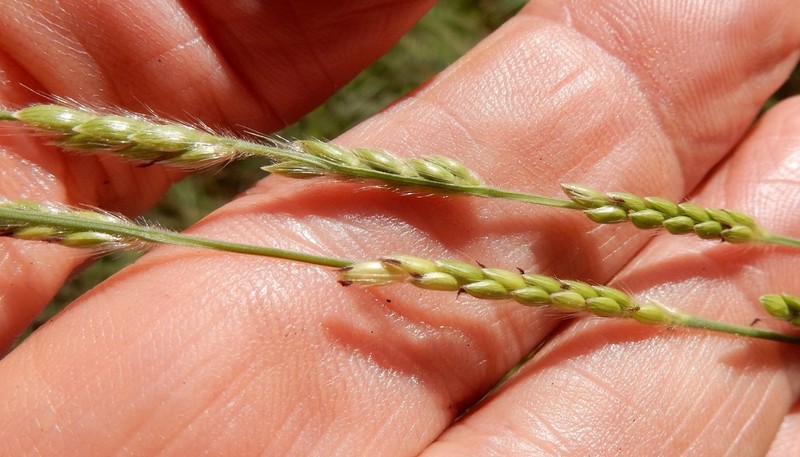 Texas Cupgrass photo 3