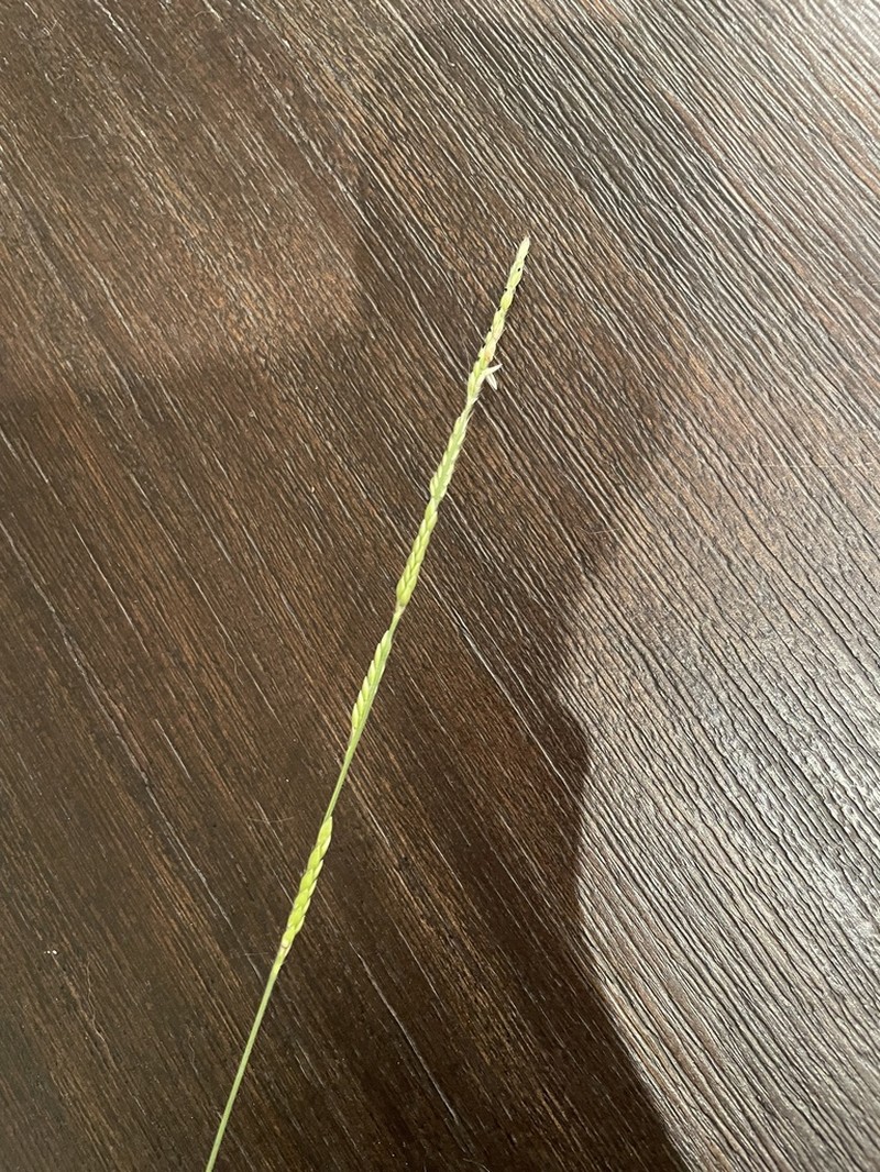 Texas Cupgrass photo 4