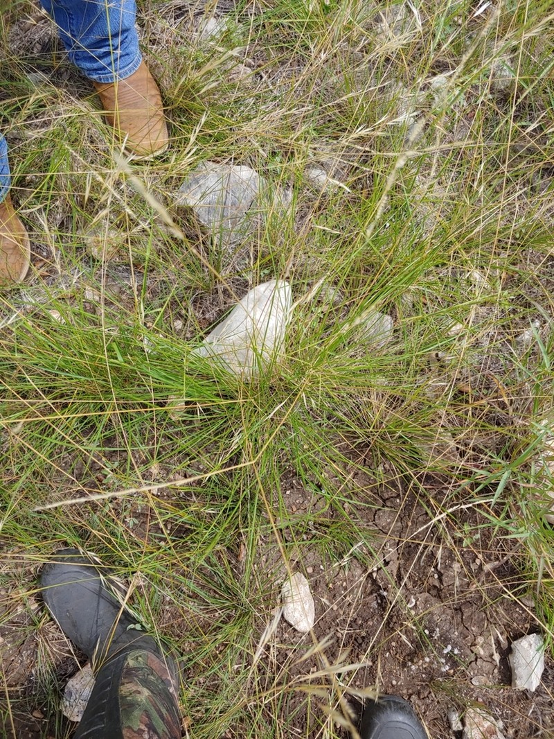 Texas Cupgrass photo 5