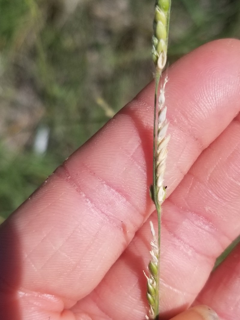 Texas Cupgrass photo 6