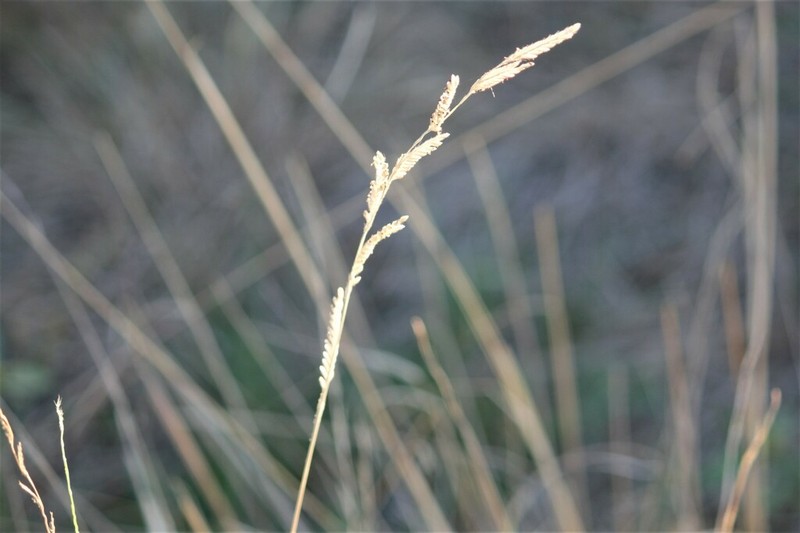 Texas Cupgrass photo 7