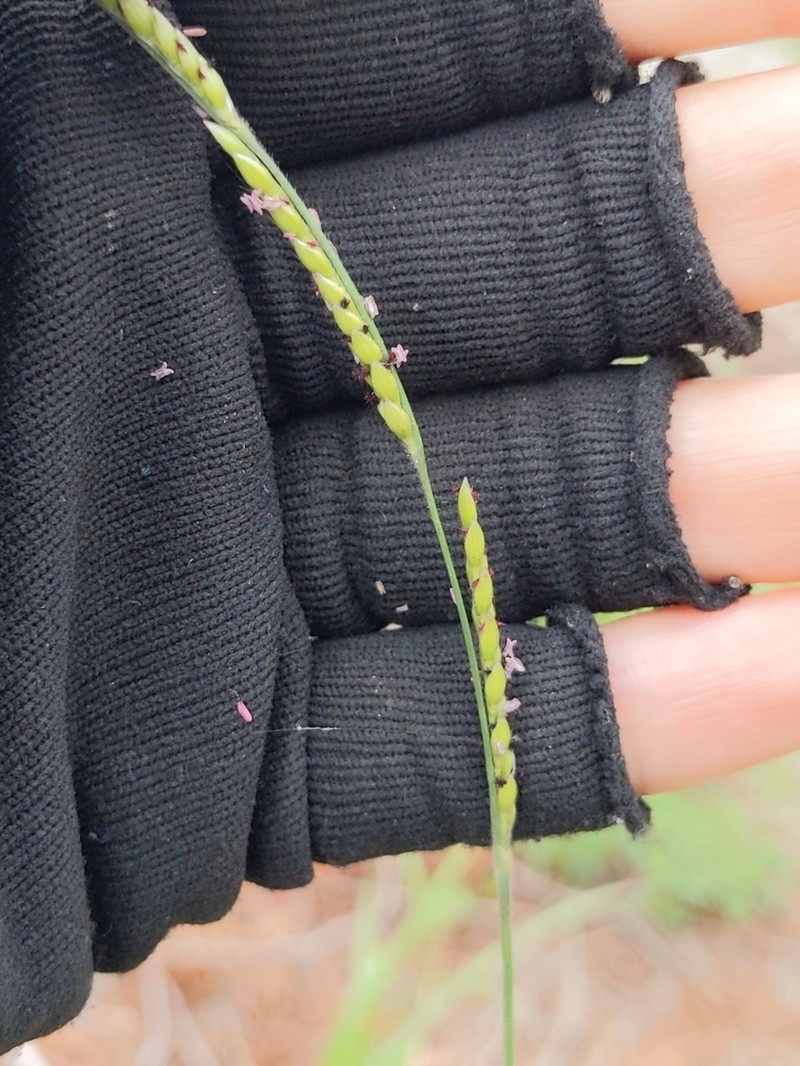 Texas Cupgrass photo 8