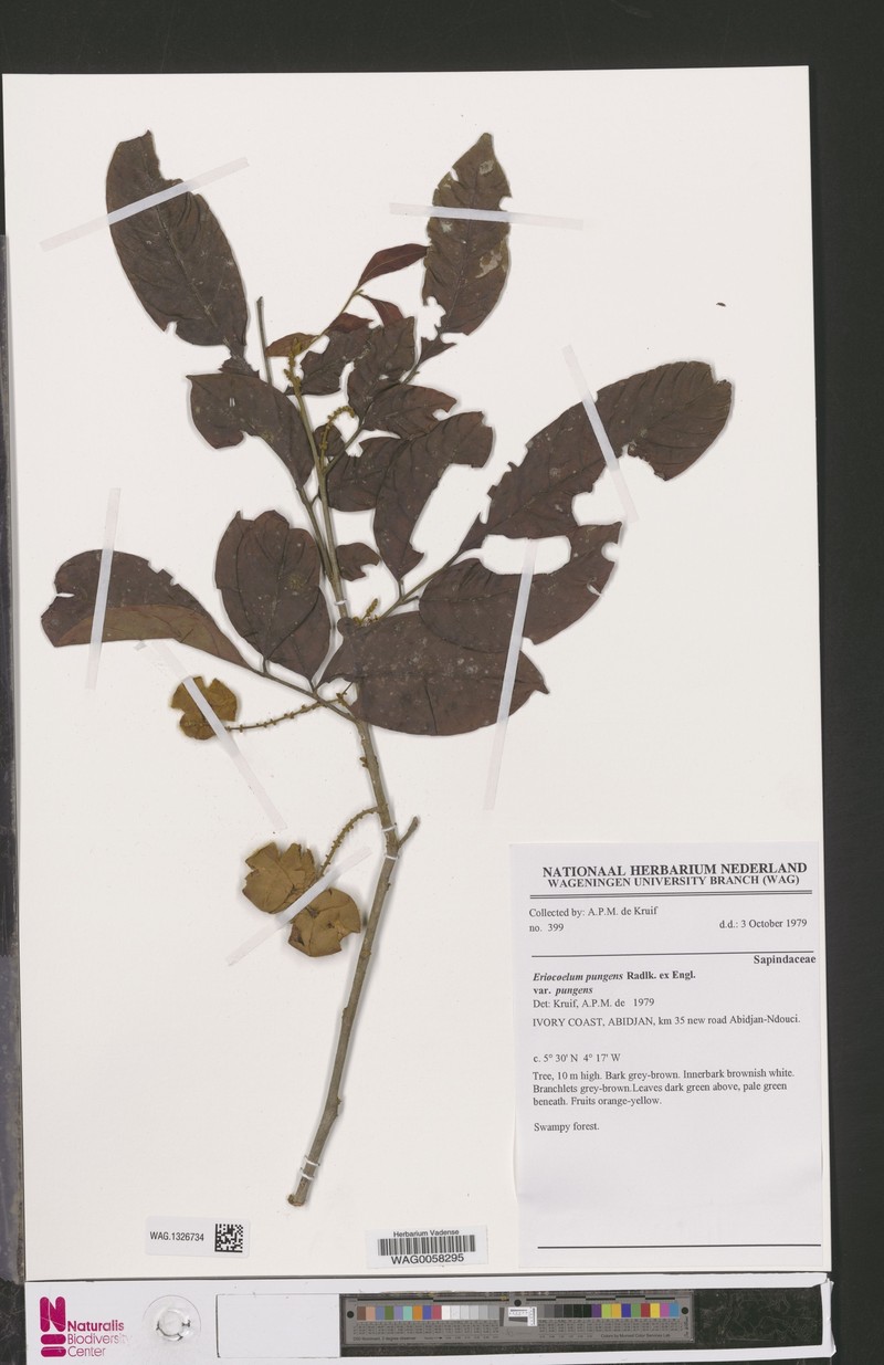 Eriocoelum pungens var. pungens