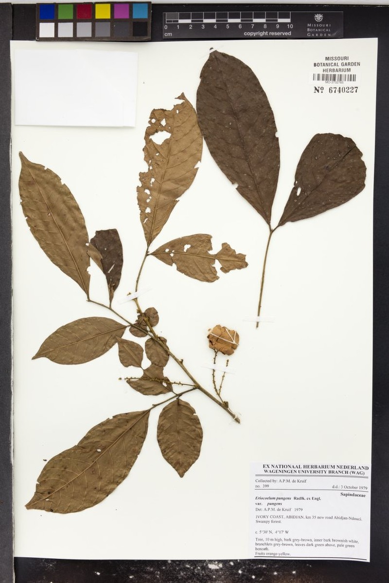 Eriocoelum pungens var. pungens photo 2