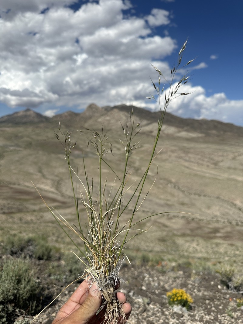 Achnatherum bloomeri