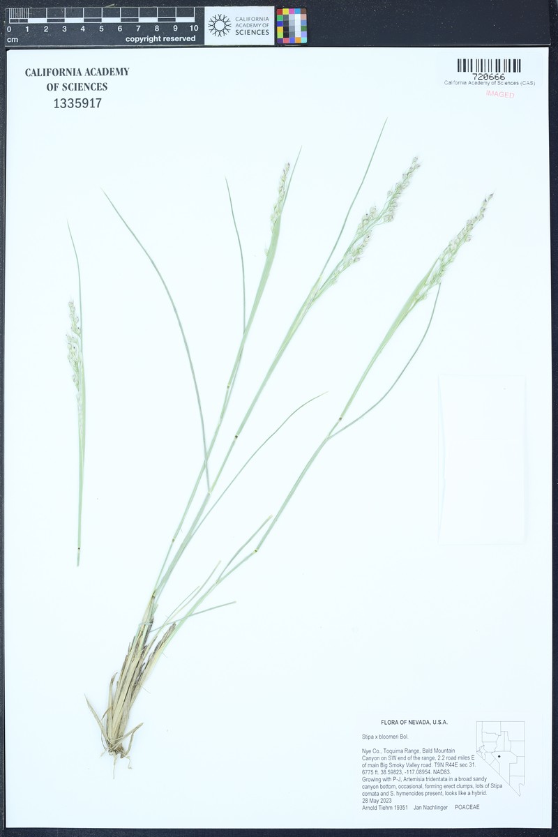 Achnatherum bloomeri photo 2
