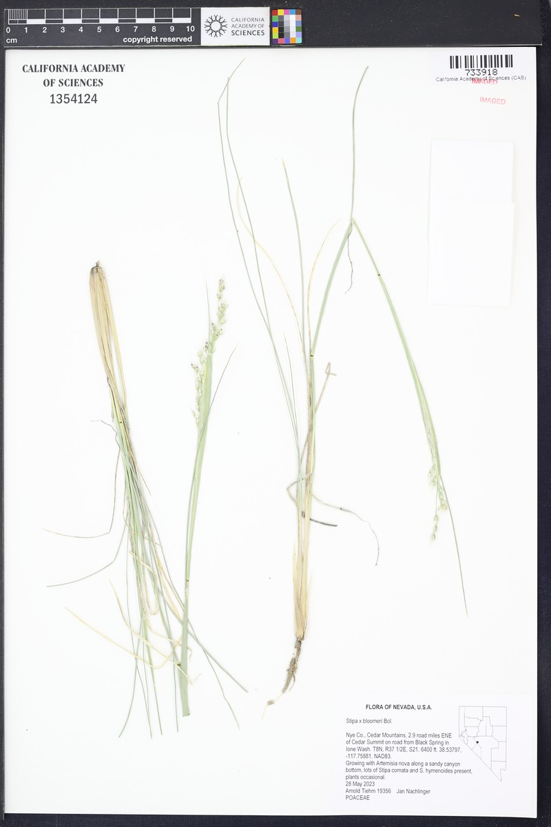 Achnatherum bloomeri photo 3