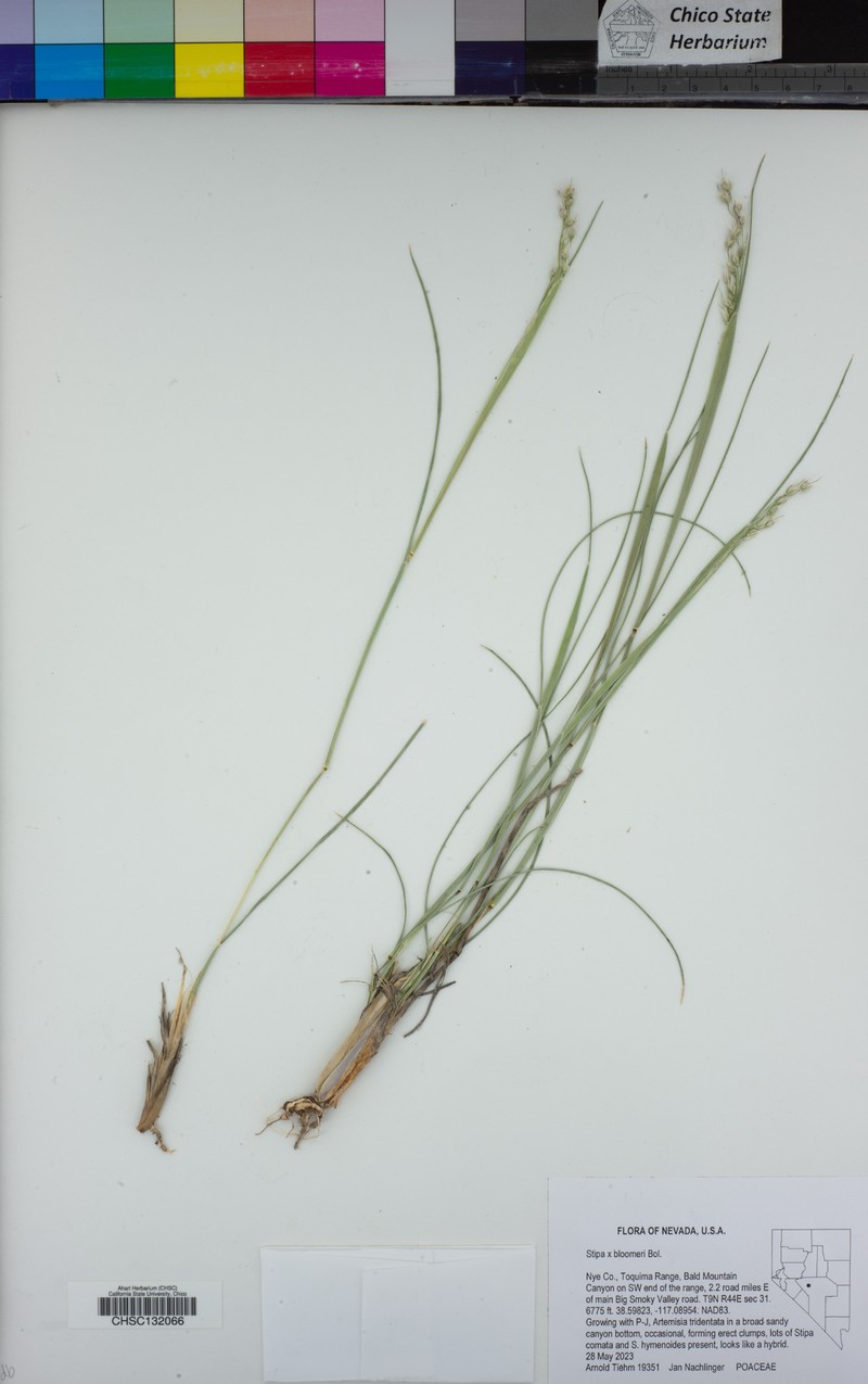 Achnatherum bloomeri photo 4