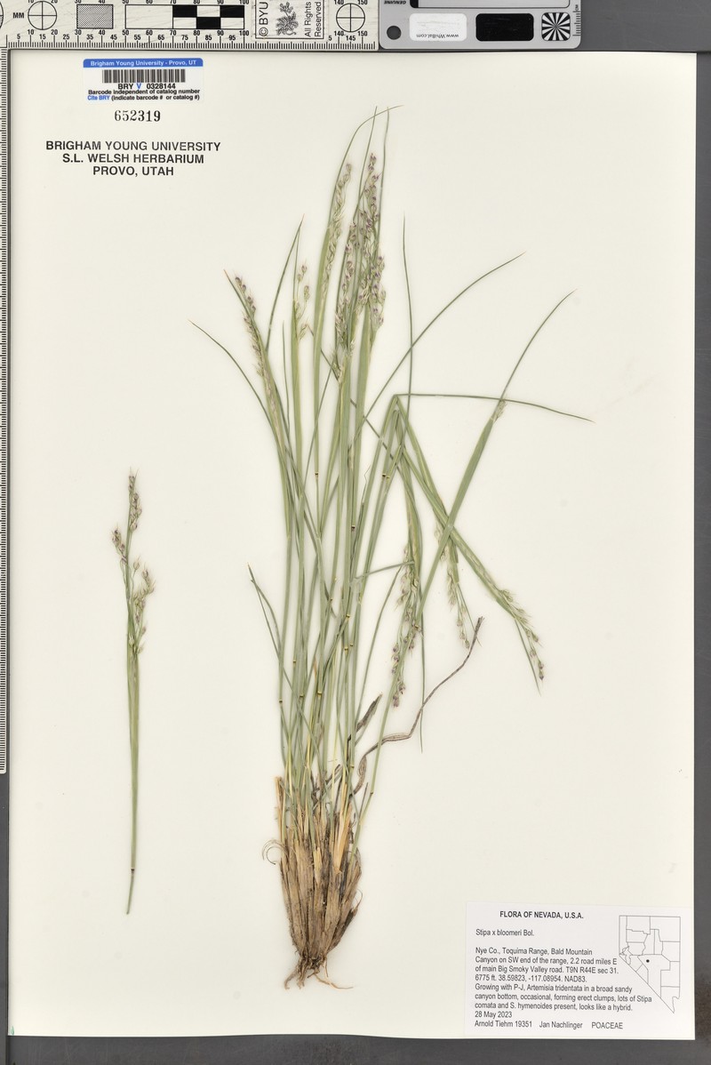 Achnatherum bloomeri photo 5