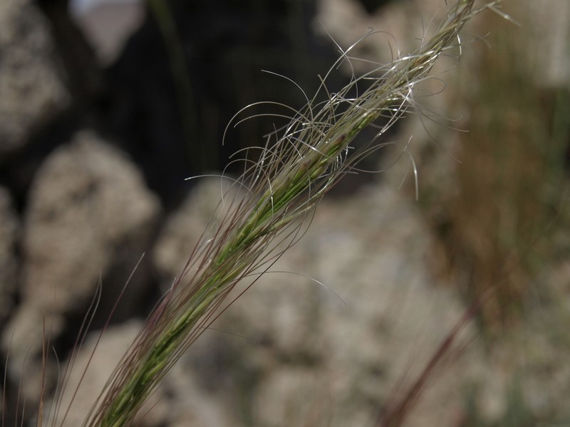 Mormon Needlegrass