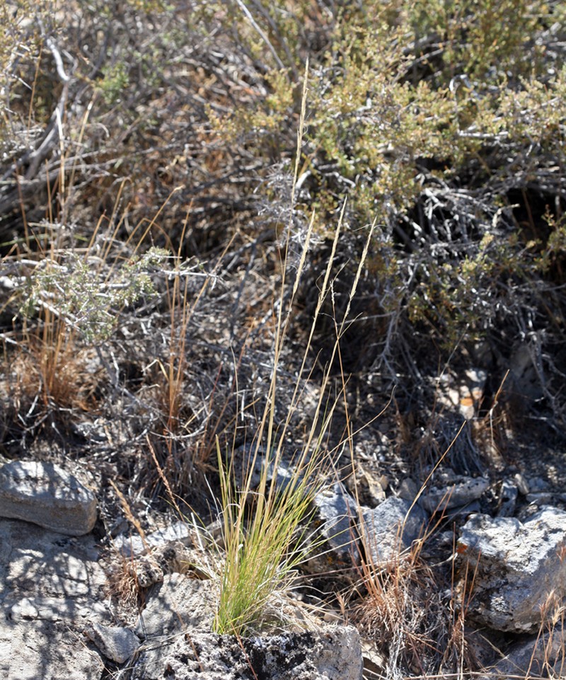 Mormon Needlegrass photo 2