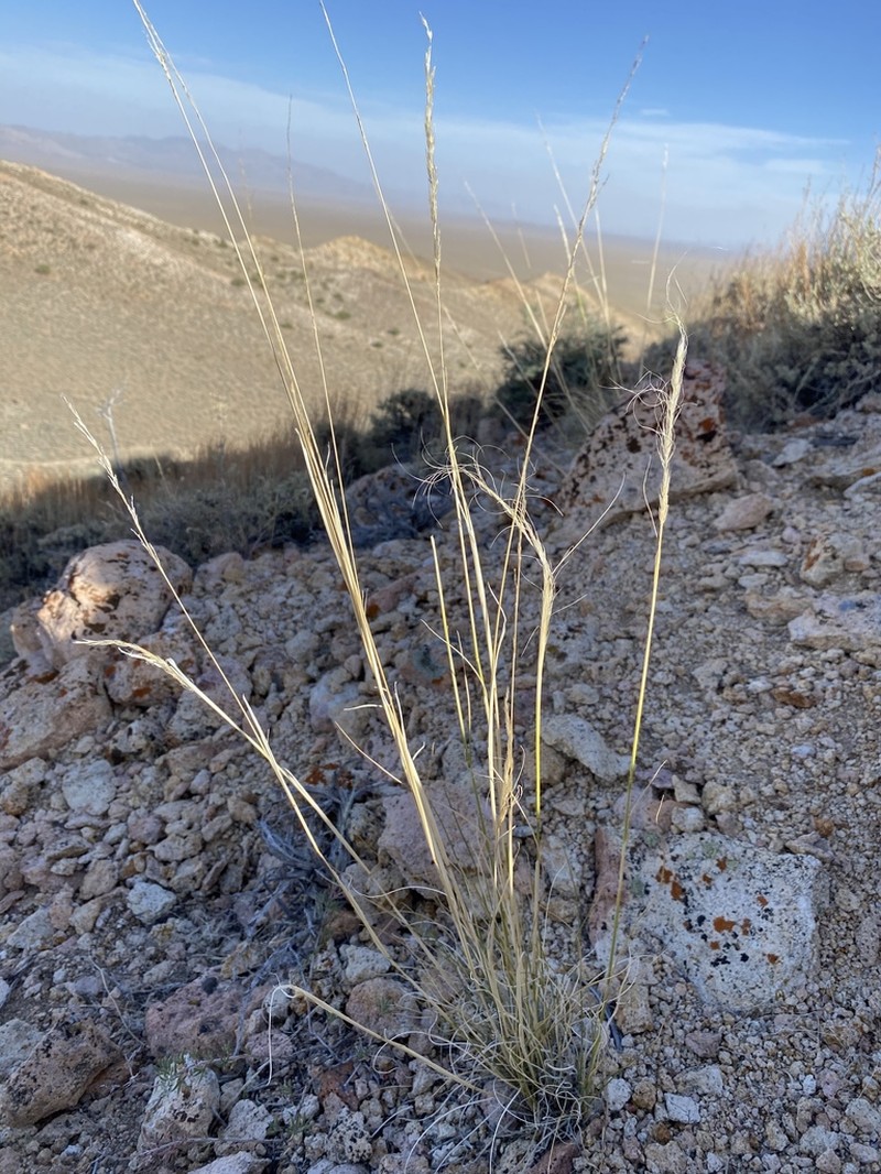 Mormon Needlegrass photo 3