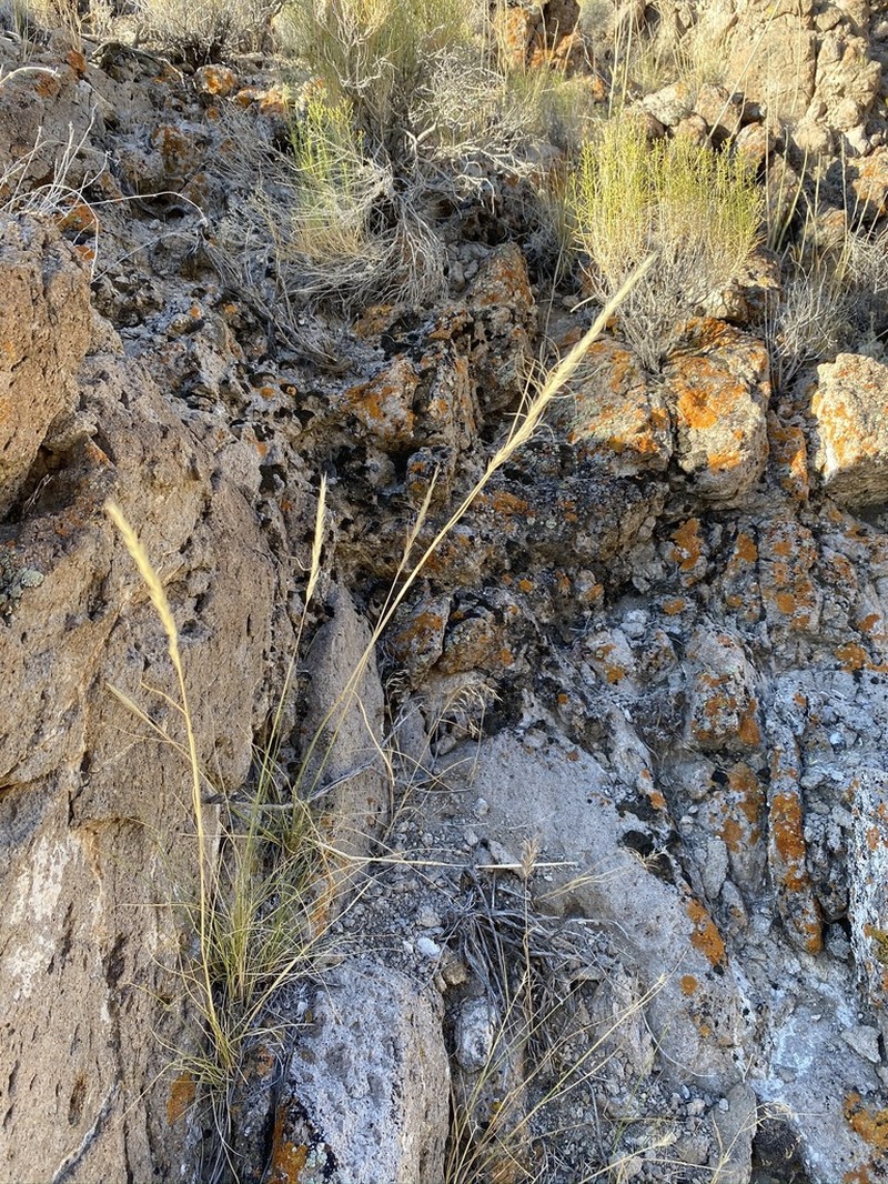 Mormon Needlegrass photo 4