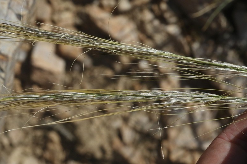Mormon Needlegrass photo 5