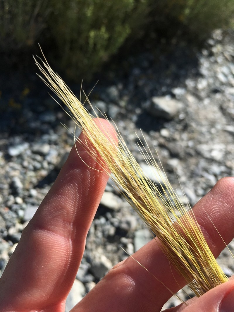 Mormon Needlegrass photo 6