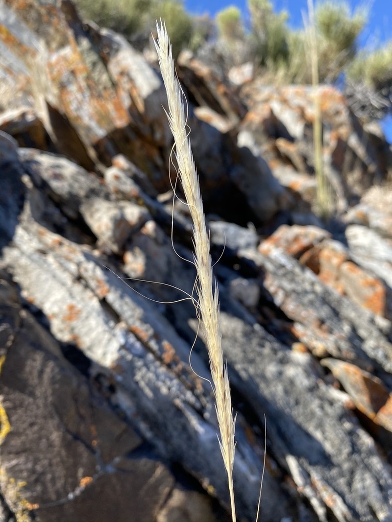 Mormon Needlegrass photo 7