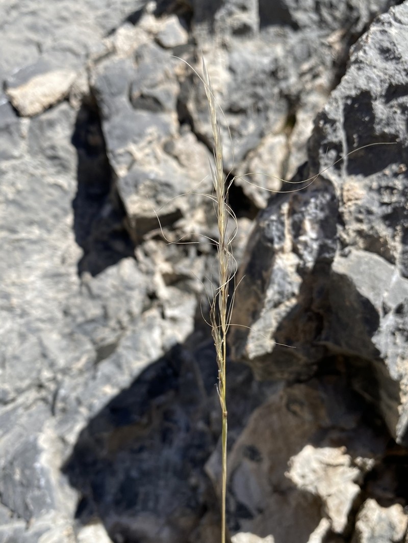 Mormon Needlegrass photo 8