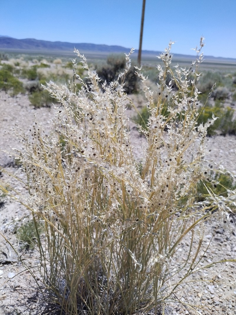 Eriocoma arnowiae