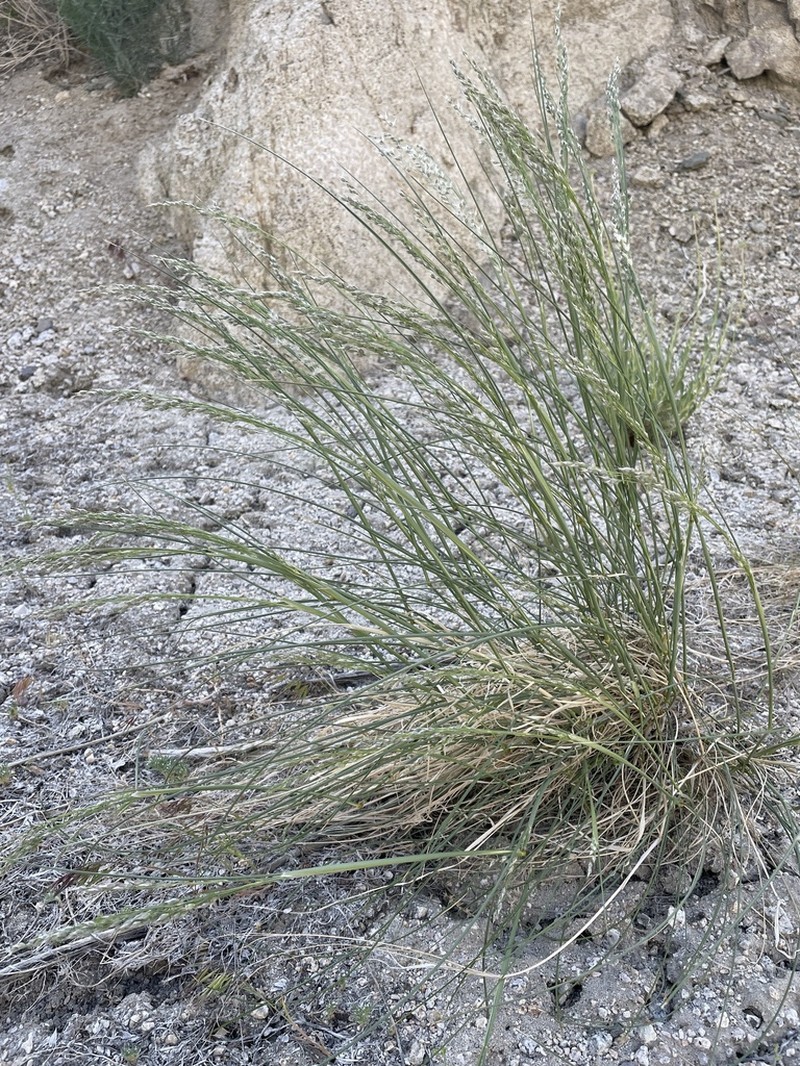 Eriocoma arnowiae photo 2