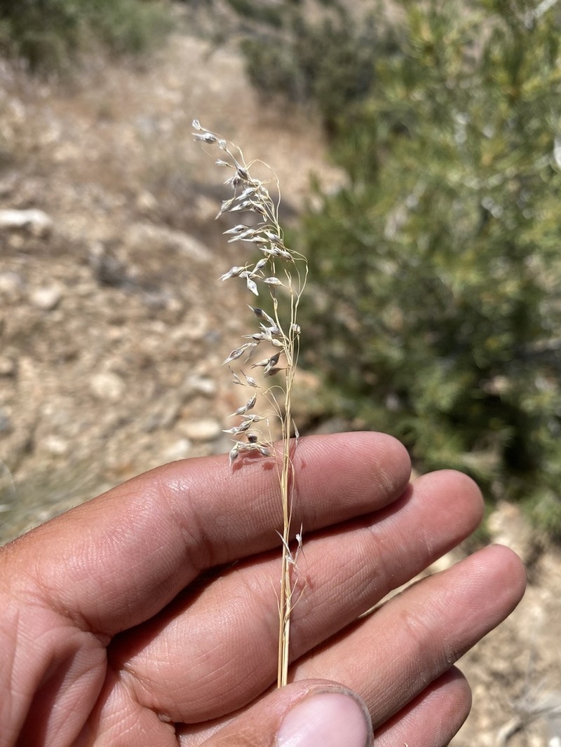 Eriocoma arnowiae photo 3
