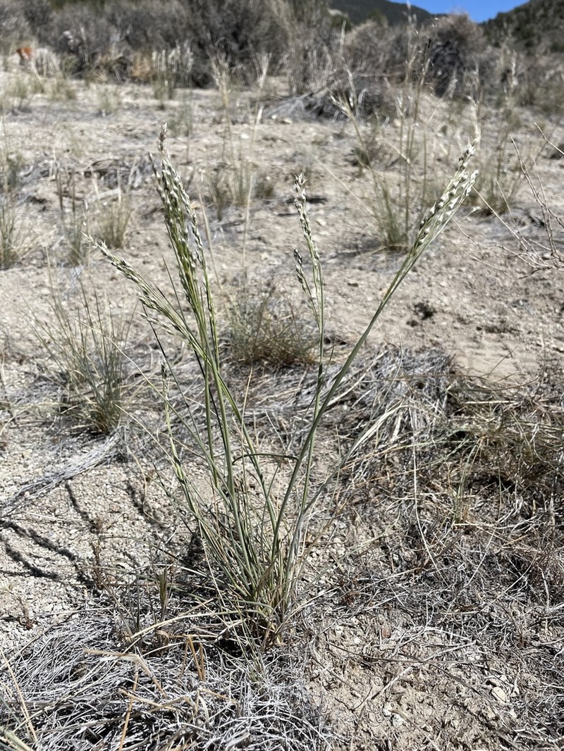 Eriocoma arnowiae photo 4