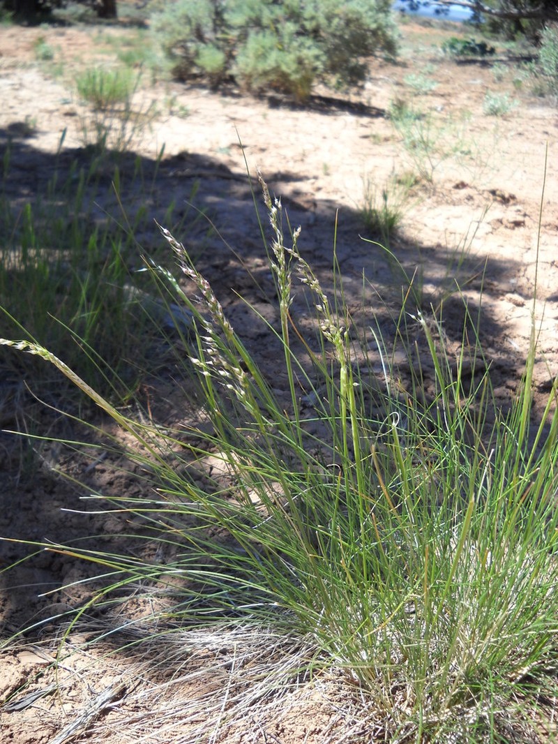 Eriocoma arnowiae photo 6