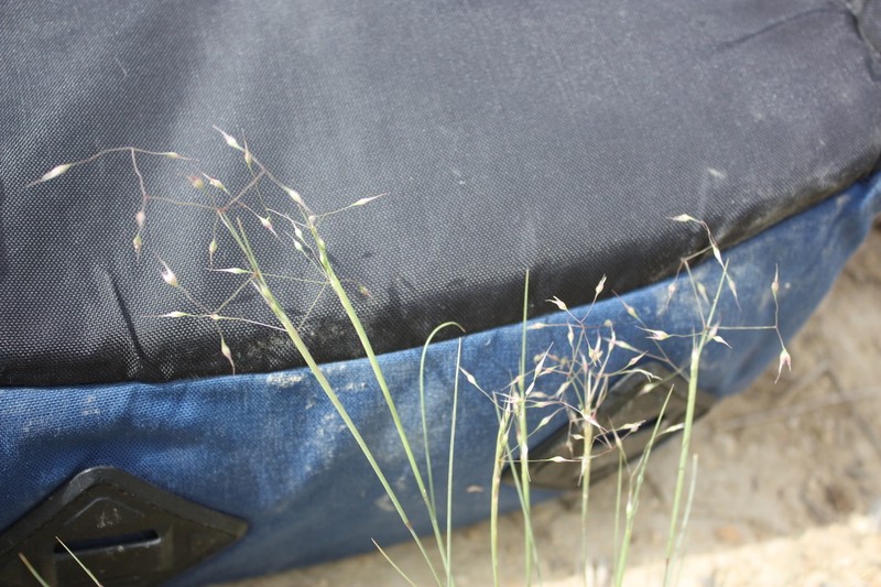 Contracted Ricegrass