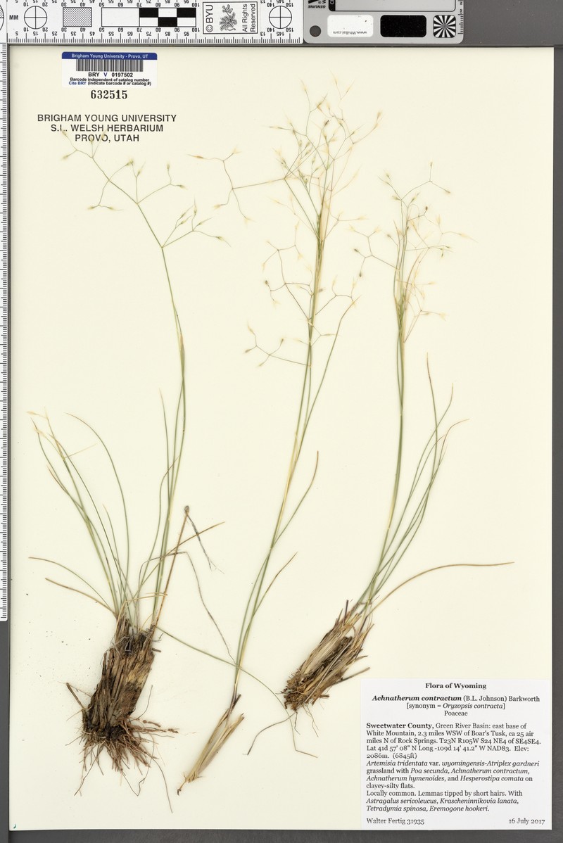 Contracted Ricegrass photo 2