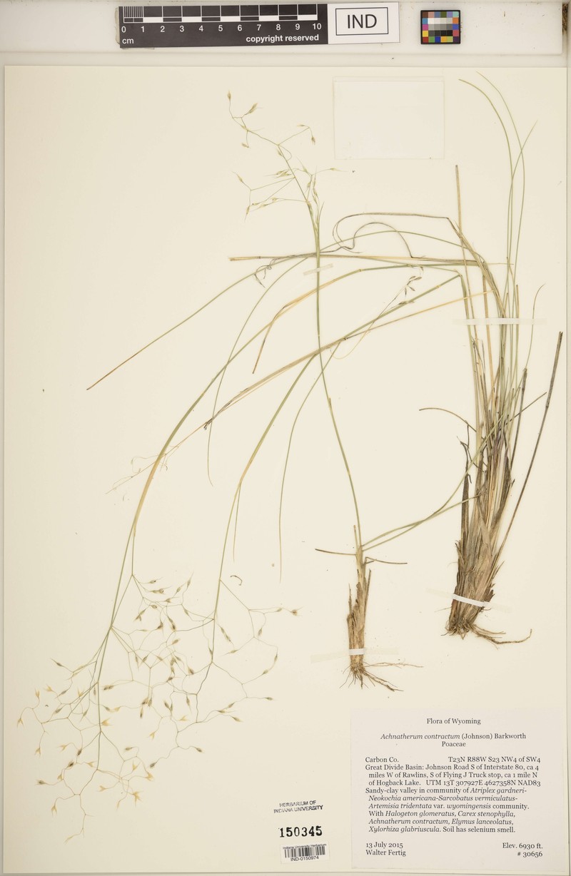 Contracted Ricegrass photo 3