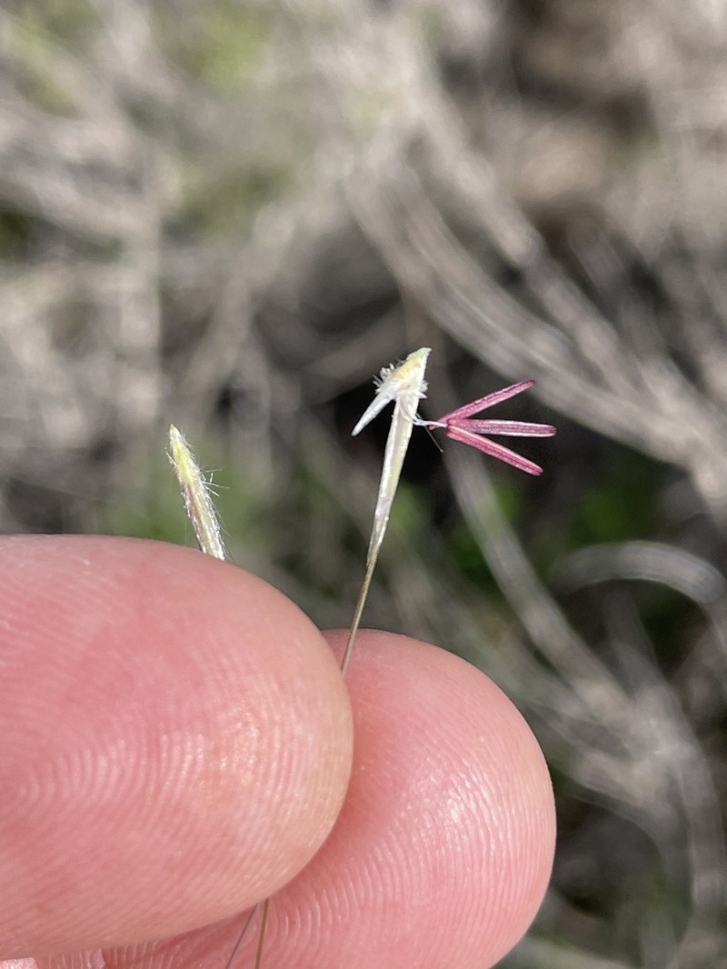 Giant Ricegrass