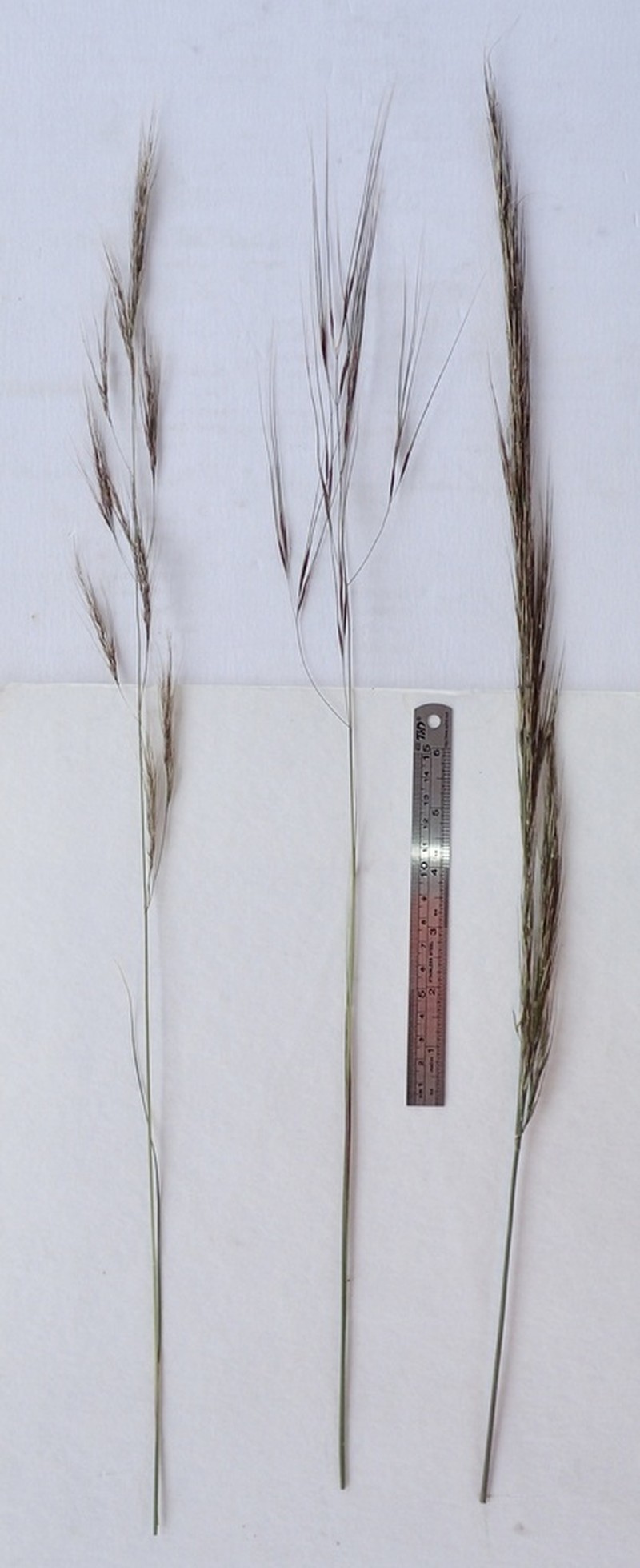 Giant Ricegrass photo 2