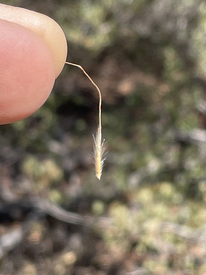 Giant Ricegrass photo 3