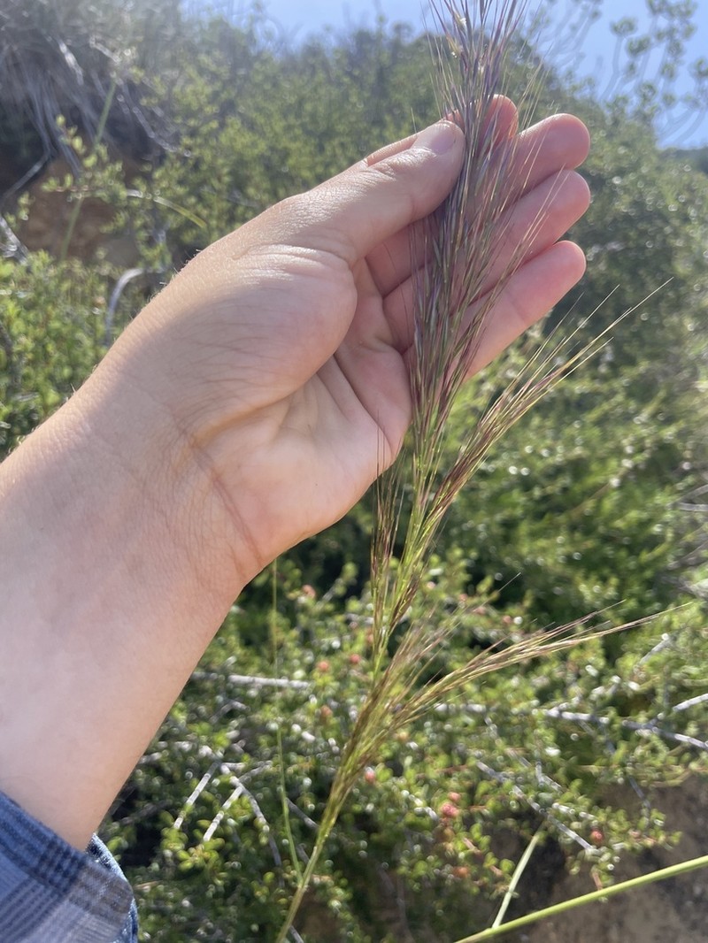 Giant Ricegrass photo 4