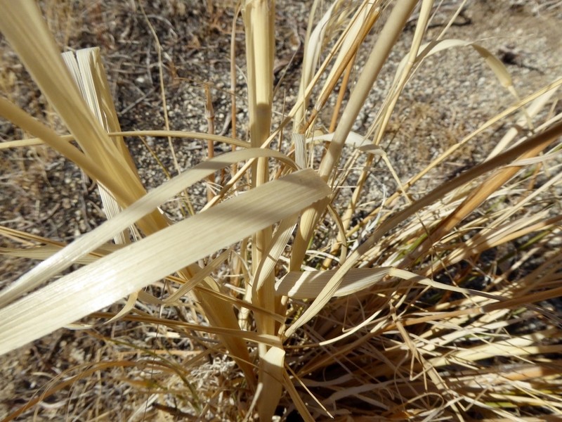 Giant Ricegrass photo 5